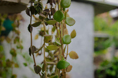 Close-up of fruit growing on plant