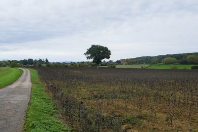 Scenic view of agricultural field against sky