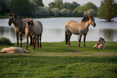 Horse family on field by lake
