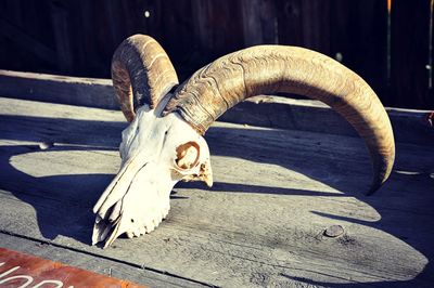 Close-up of animal skull