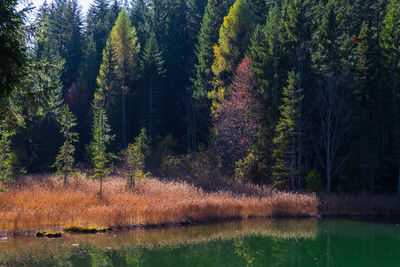 Trees by lake in forest during autumn