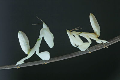 Close-up of flowers against black background