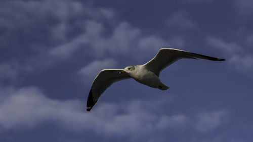 Low angle view of seagull flying against sky