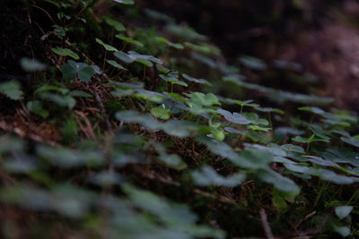 Close-up of plant growing on field