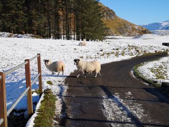 View of sheep on snow covered landscape