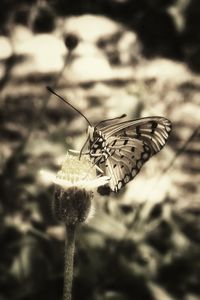 Close-up of butterfly pollinating on flower