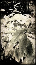 Close-up of leaves on ground