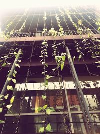 Low angle view of plants