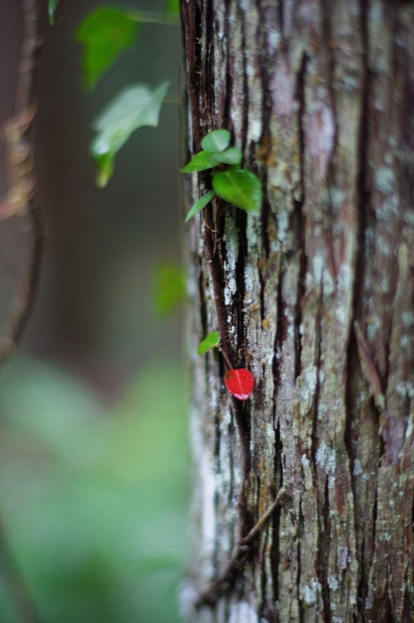 growth, nature, tree trunk, green color, close-up, focus on foreground, tree, plant, leaf, selective focus, branch, growing, beauty in nature, stem, tranquility, botany, forest, green, day, outdoors