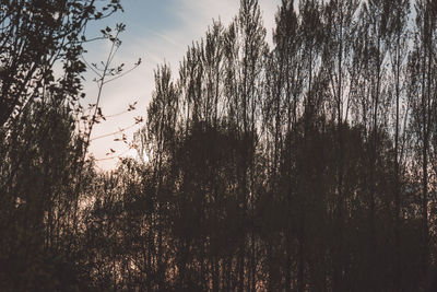 Low angle view of trees against sky