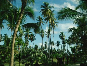 Low angle view of palm trees against sky