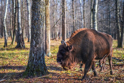 Side view of pig standing in forest