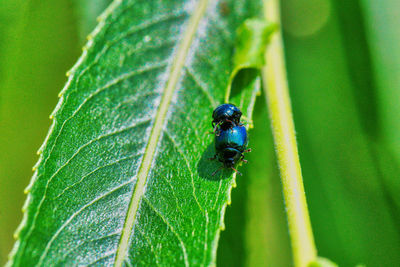 Close-up of insect on leaf