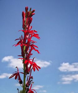 Low angle view of red flowering plant against sky