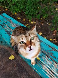 High angle portrait of cat sitting outdoors