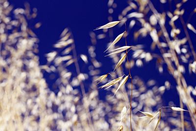 Close-up of plant growing on field