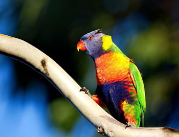 Close-up of parrot perching on branch