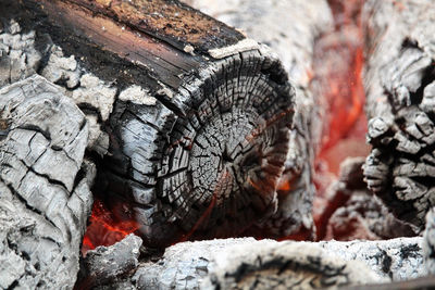 Close-up of log on rock against snow