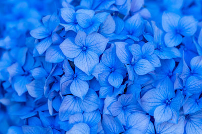 Close-up of blue hydrangea blooming outdoors