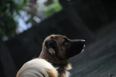 Close-up of puppy