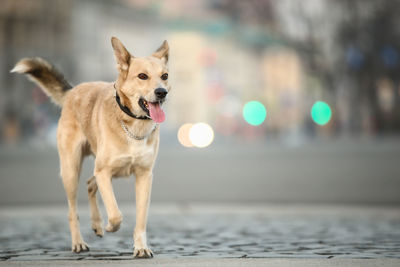 Portrait of a dog