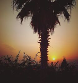 Silhouette trees against sky during sunset