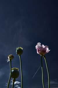 Poppy in the sky