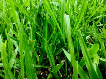 Full frame shot of plants growing on field