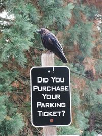 View of bird perching on a sign