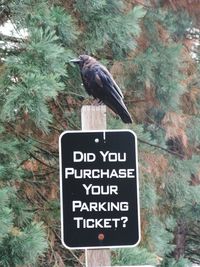 View of bird perching on a sign