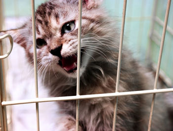 Close-up of cat in cage