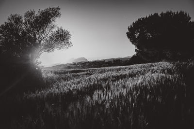 Scenic view of field against clear sky