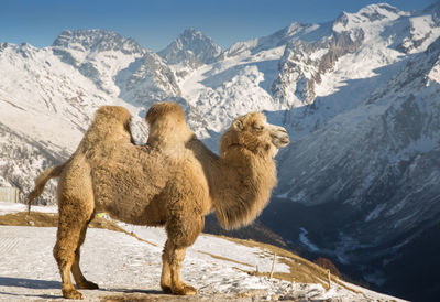 View of sheep on snow covered mountain