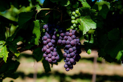 Close-up of grapes growing in vineyard