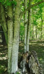 View of trees in forest