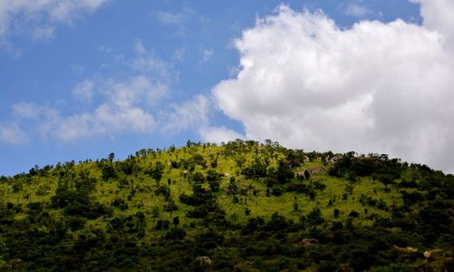 Low angle view of trees against cloudy sky