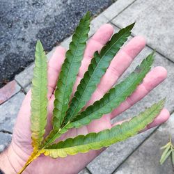 Cropped image of hand holding leaves over footpath