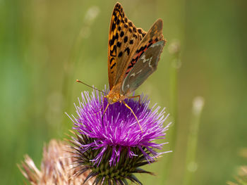 Close-up of butterfly pollinating on thistle