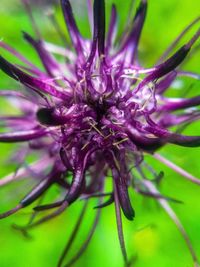 Close-up of purple flowering plant