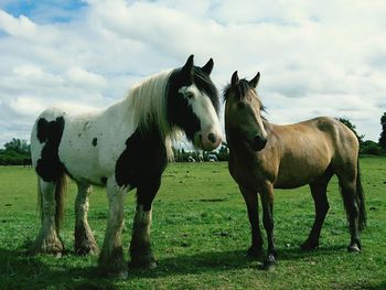 Horses standing on grassy field