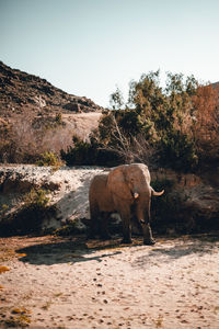 Elephant walking on field