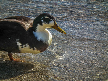 Close-up of duck swimming in lake