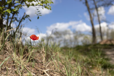 Close-up of red poppy flowers growing on field