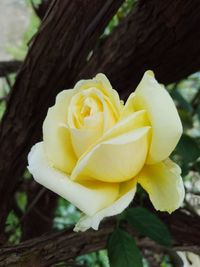 Close-up of yellow rose