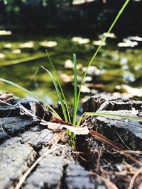 Close-up of fresh green plant