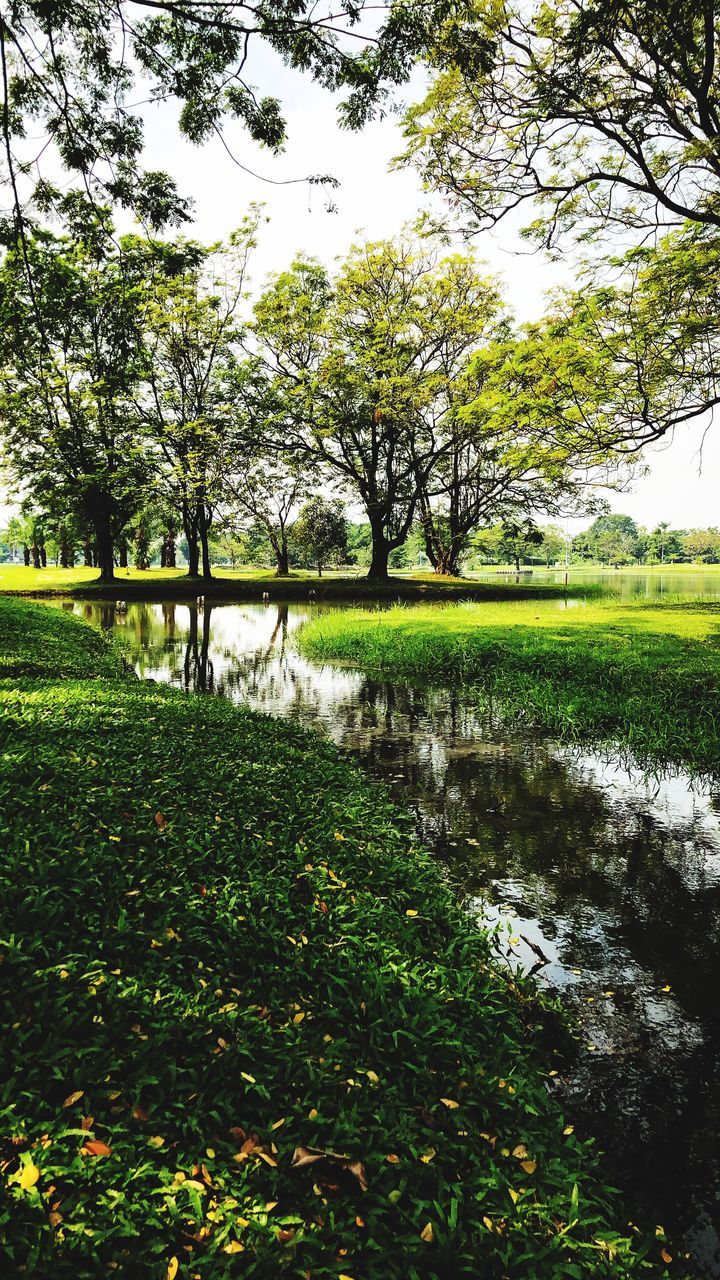 plant, tree, tranquility, water, tranquil scene, growth, grass, green color, beauty in nature, scenics - nature, nature, no people, lake, day, landscape, land, reflection, field, sky, outdoors