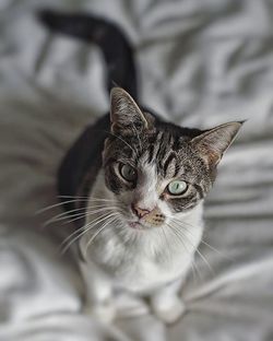 Close-up portrait of cat