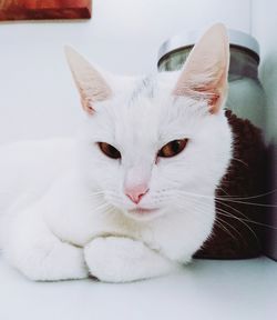 Close-up portrait of white cat