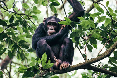 Young chimpanzee sits in tree in kibale national park, uganda.