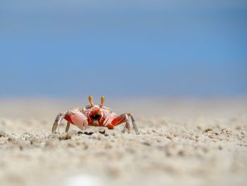 Close-up of crab on beach